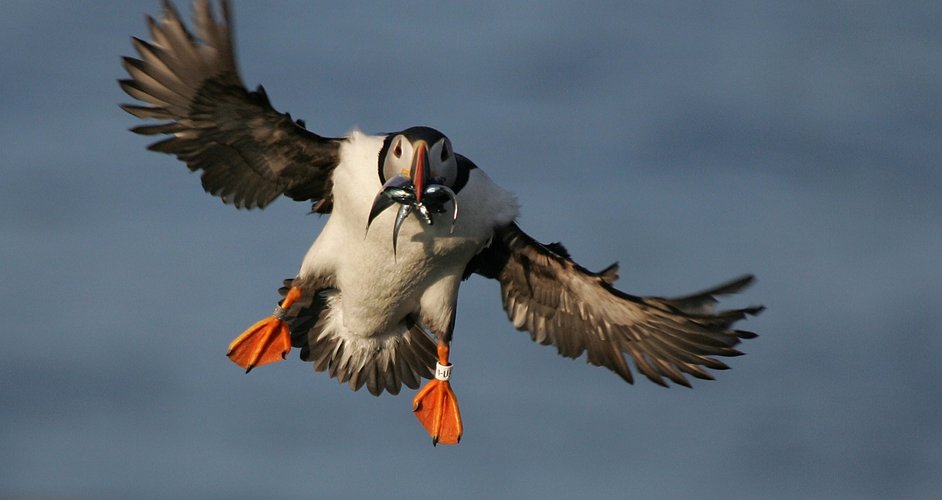 flying-puffin-with-fish-scholtz
