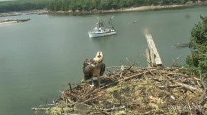 Pia, the last of the Osprey siblings, looks over the nest edge in Hog Island, ME