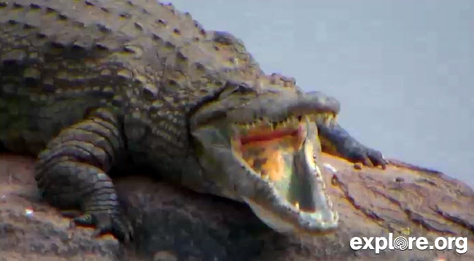 Nile Crocodile from CamOpEle