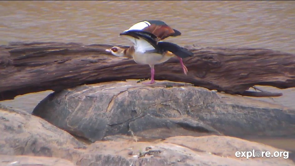 Egyptian Goose, Snapshot from Gizmo Rose