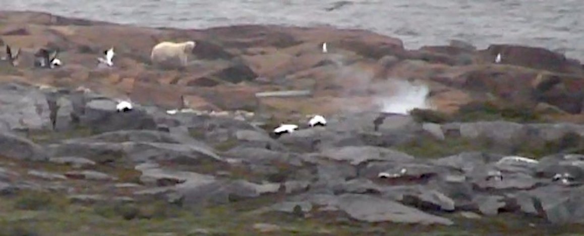 Polar Bear Venturing Close to Churchill Town, Snapshot from Cloud