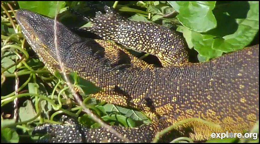 Nile Monitor Lizard, Snapshot from Nance