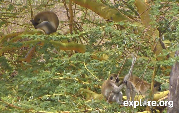 Snapshot of Grooming Monkeys from CamOpEle