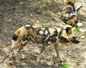 Wild Dogs in Mpala