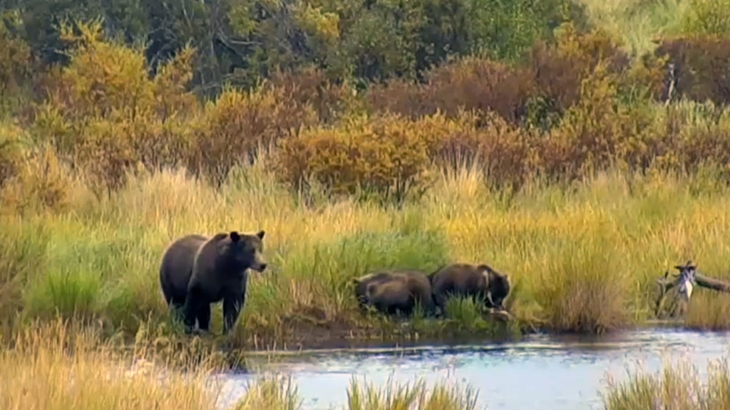 3 Little Bear Cubs Fishing with Mom