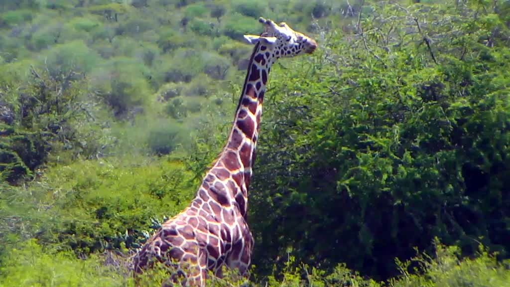 giraffe stretching his neck to eat at african watering hole