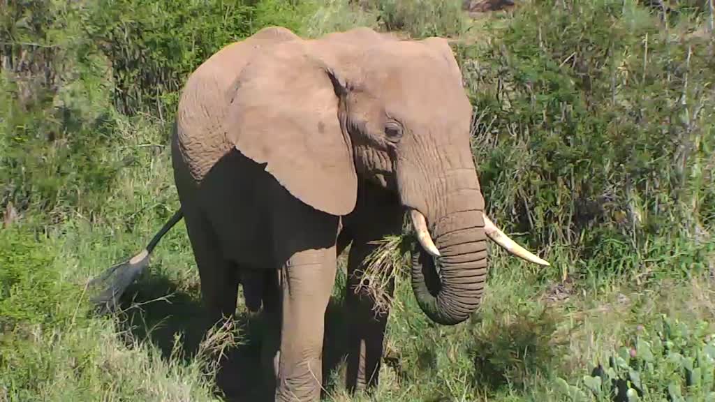 An elephant eating a trunk full of grass! Such a beauty! photo captured by member venus/zen