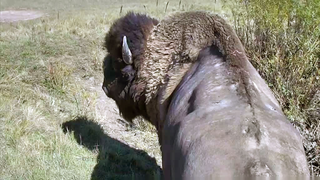 Close up of Bison from behind