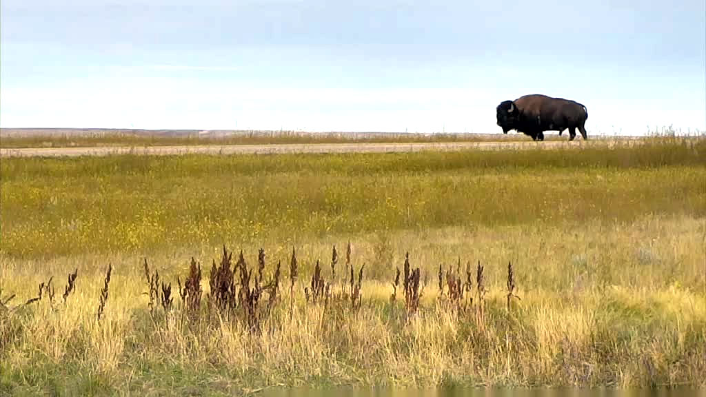 Bison in the grasslands