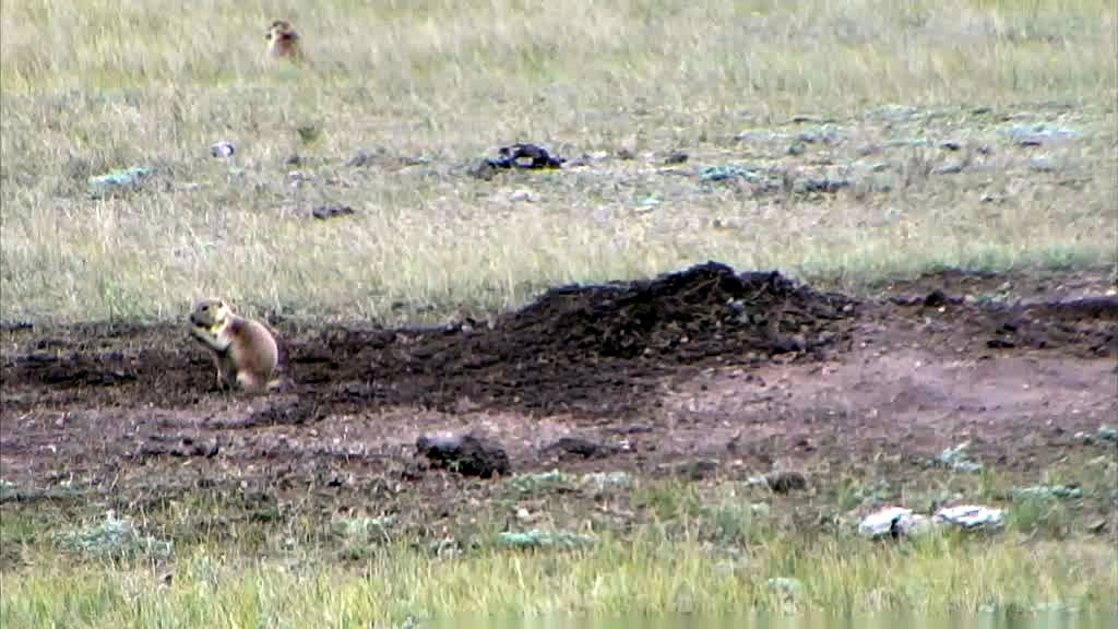 Ground Hogs eating near the watering hole