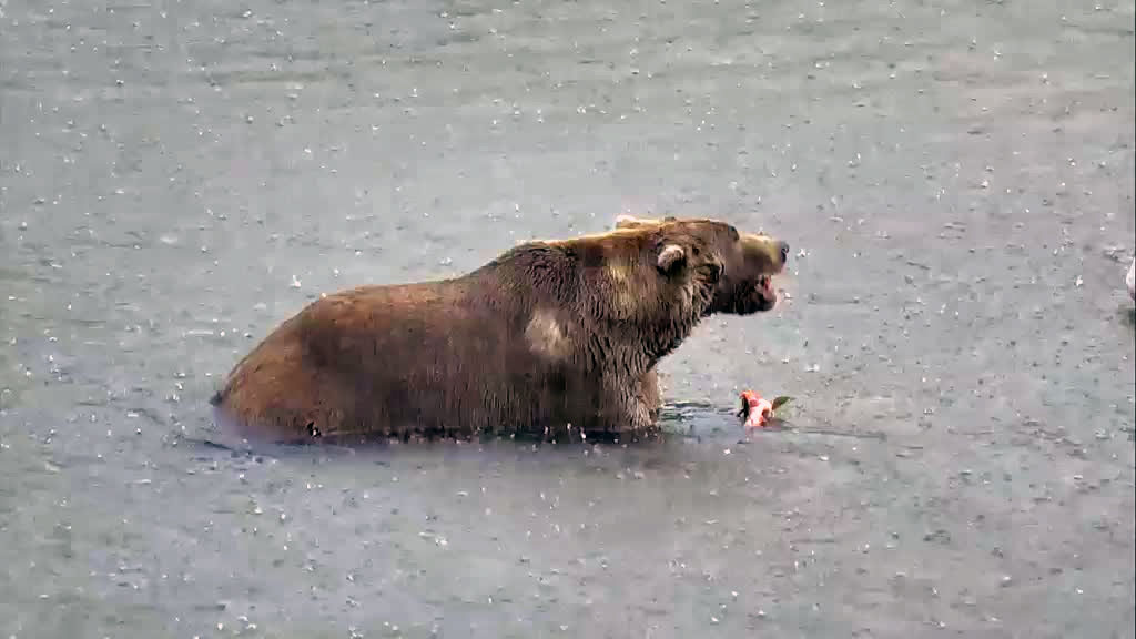 brown bear feeding on fish in katmai river