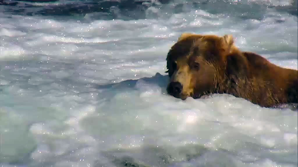 close-up of this bears face in the river