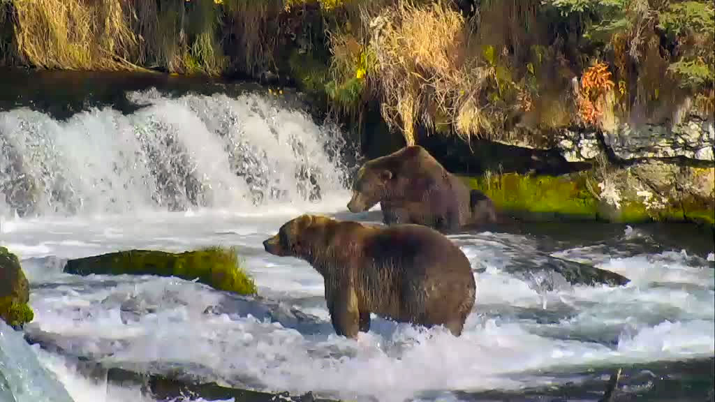 Two bears fishing in Brooks Falls, Alaska