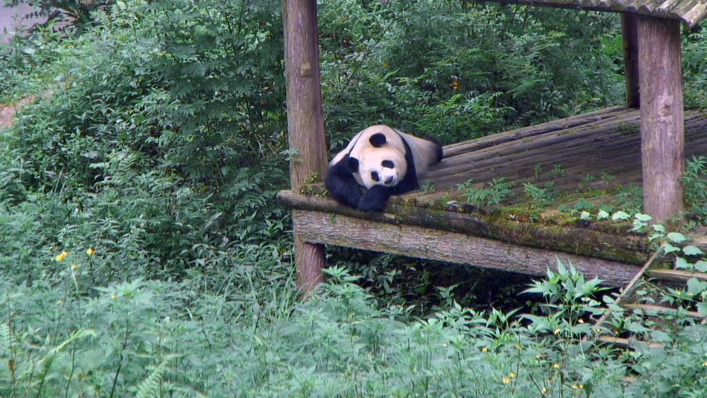 panda bear Snapshot by viewer Copaz-NJ