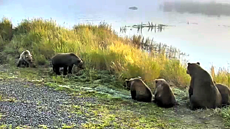 Cubs Meet Cubs on the Brown Bear Live Cam