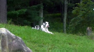 great dane photo captured by member heather NS CAN