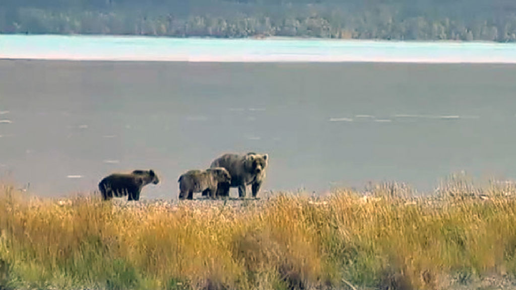 Brown Bear Holly with Her Biological and Adopted Family