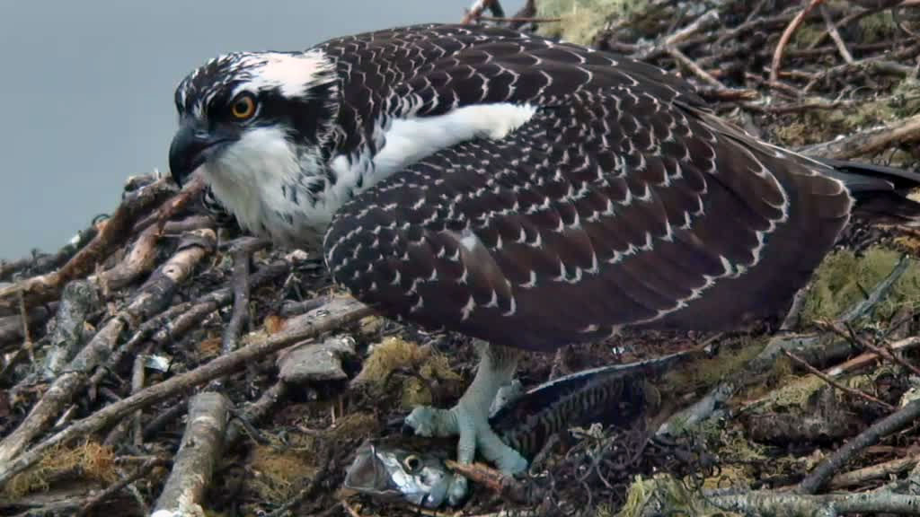osprey photo captured by non-member
