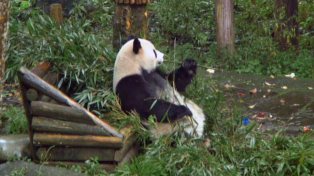 giant panda bear eating