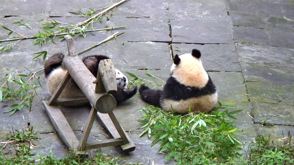 panda bear cubs playing