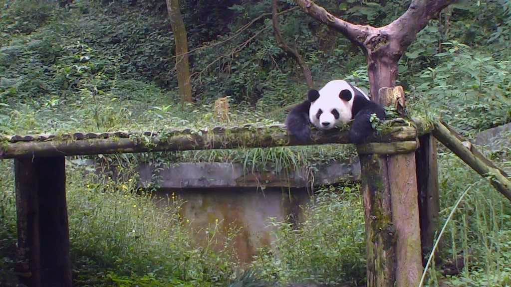 giant panda bear napping