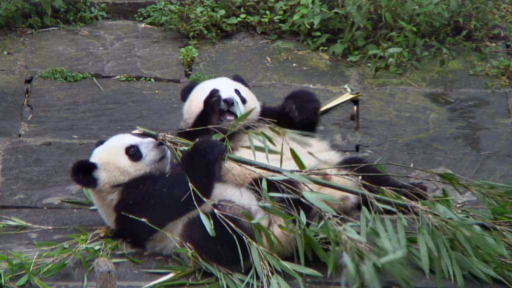 giant panda bears eating