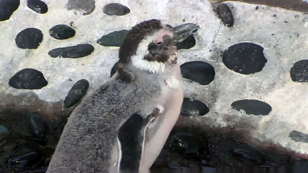 A close-up of a penguin youngster.