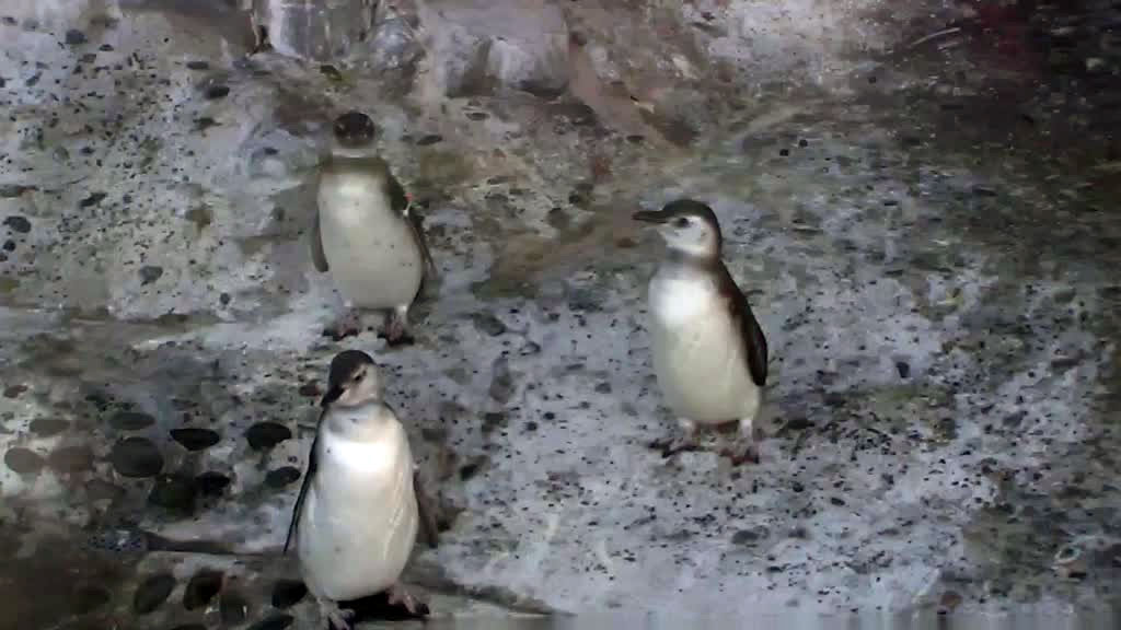 three young penguins