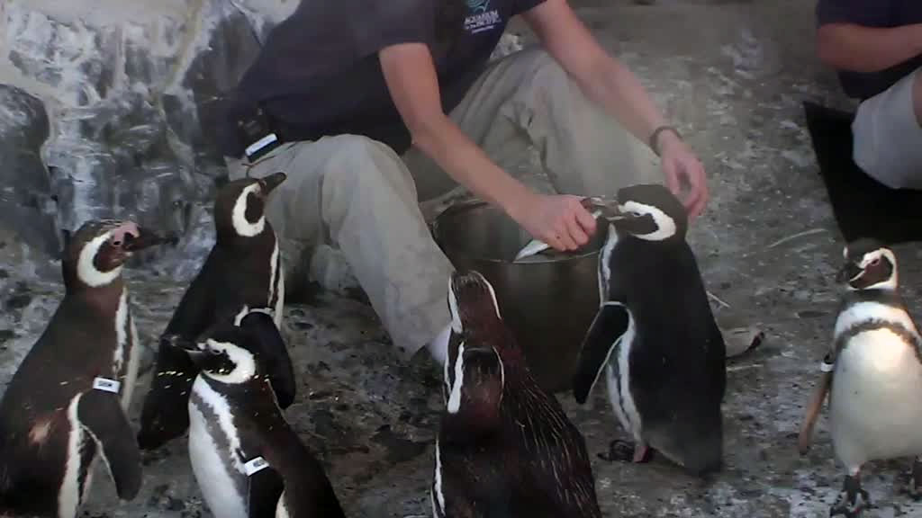 penguin feeding time