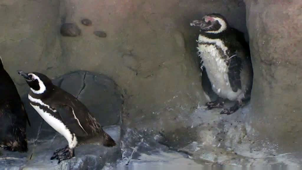 two penguins relaxing on some rocks