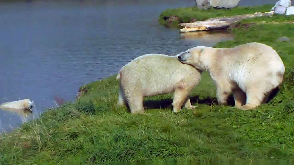 polar bears hugging