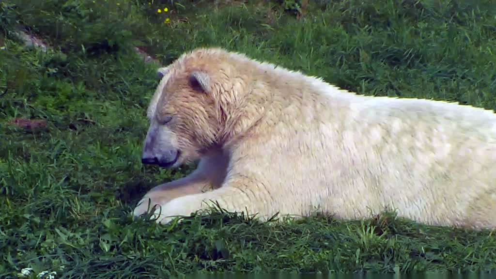 polar bear smiling while sleeping