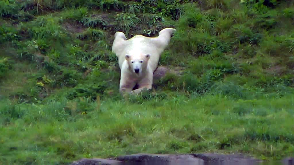 polar bear sprawled out on the grass