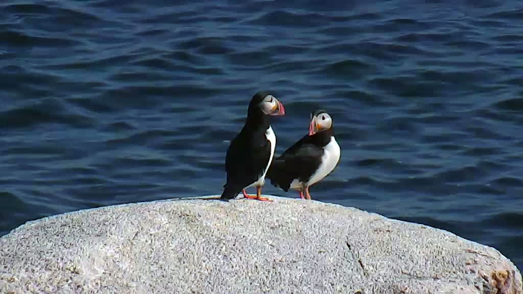 two puffins on a rock