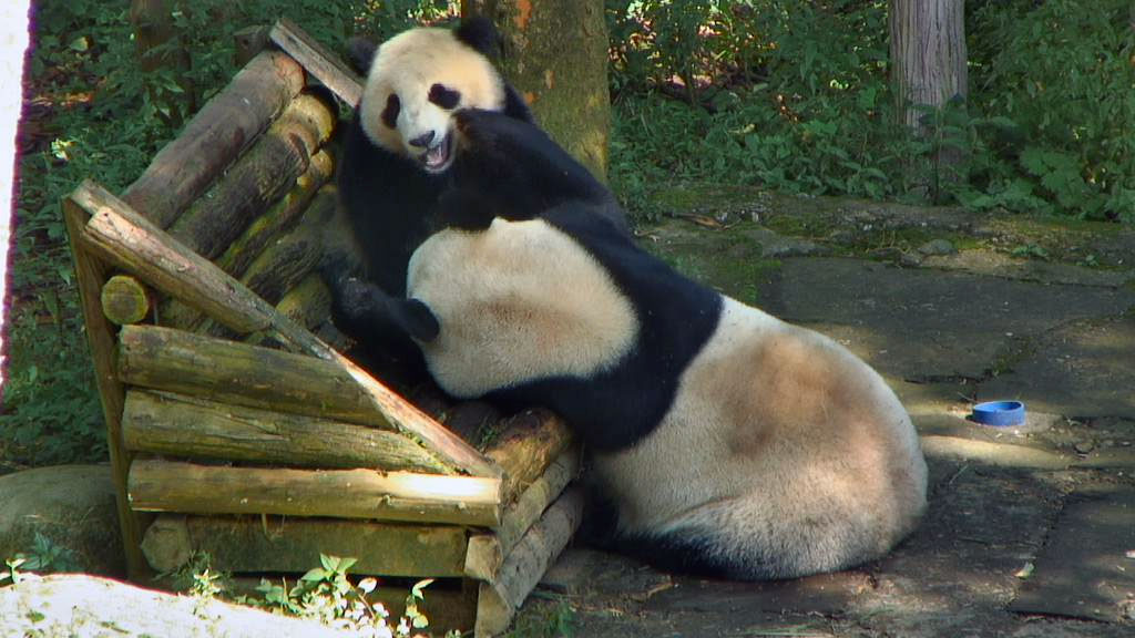 panda bear Snapshot by viewer RobNJ