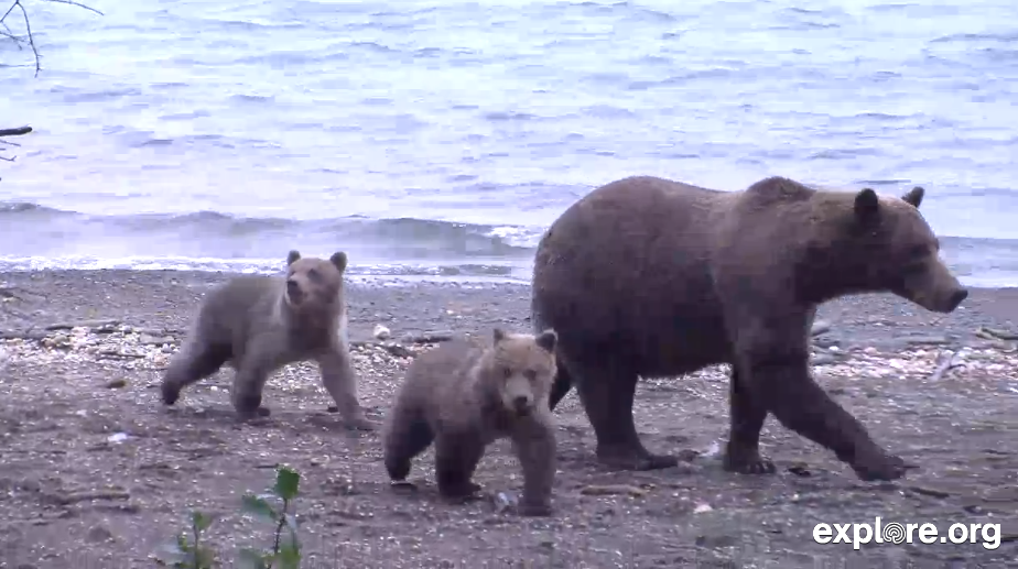 Brown Bear Family Walks On to Live Chat
