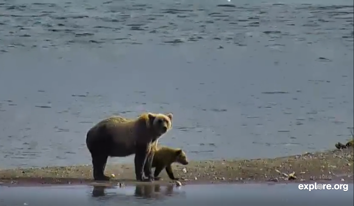 Mom and Spring Cub on the Lower River Cam