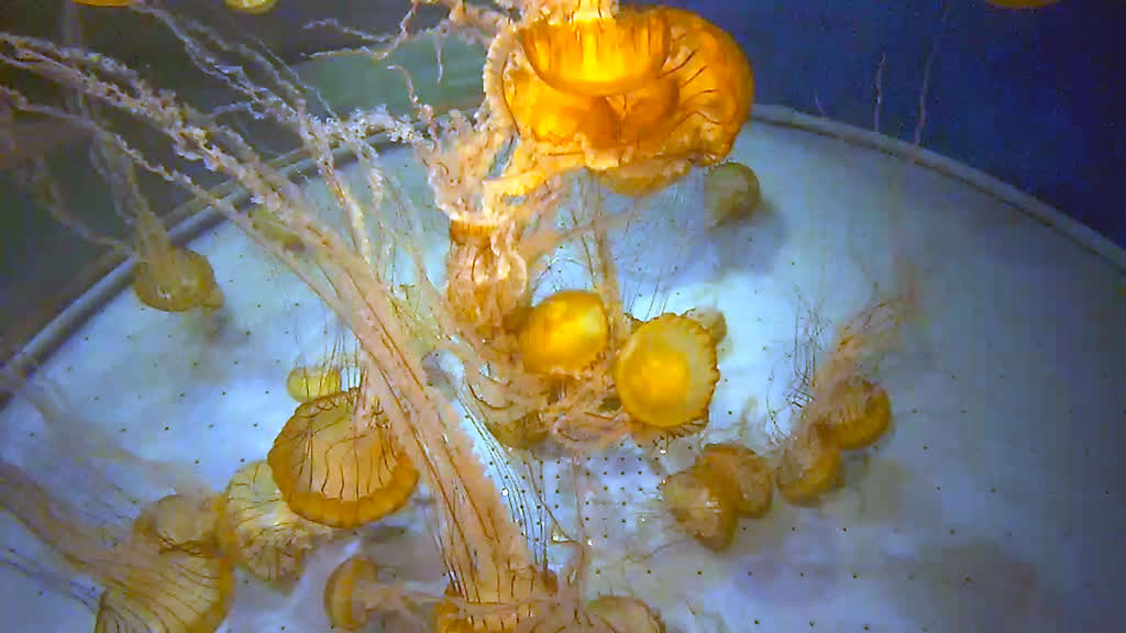 sea nettle tentacles