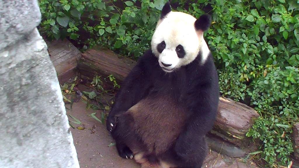 panda bear sitting