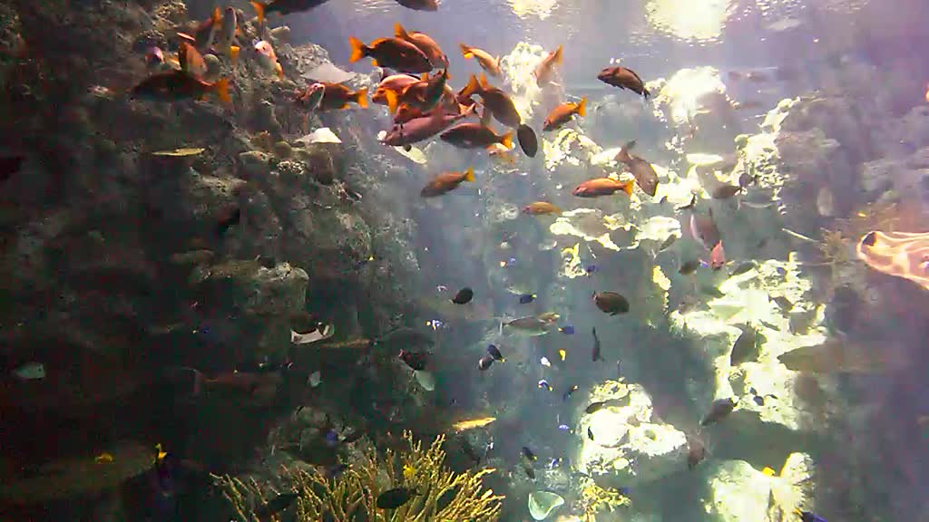 A large group of reddish colored fish. in tropical reef