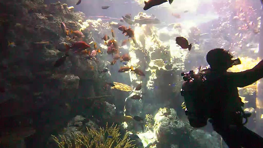 A scuba diver in the tank feeding fish