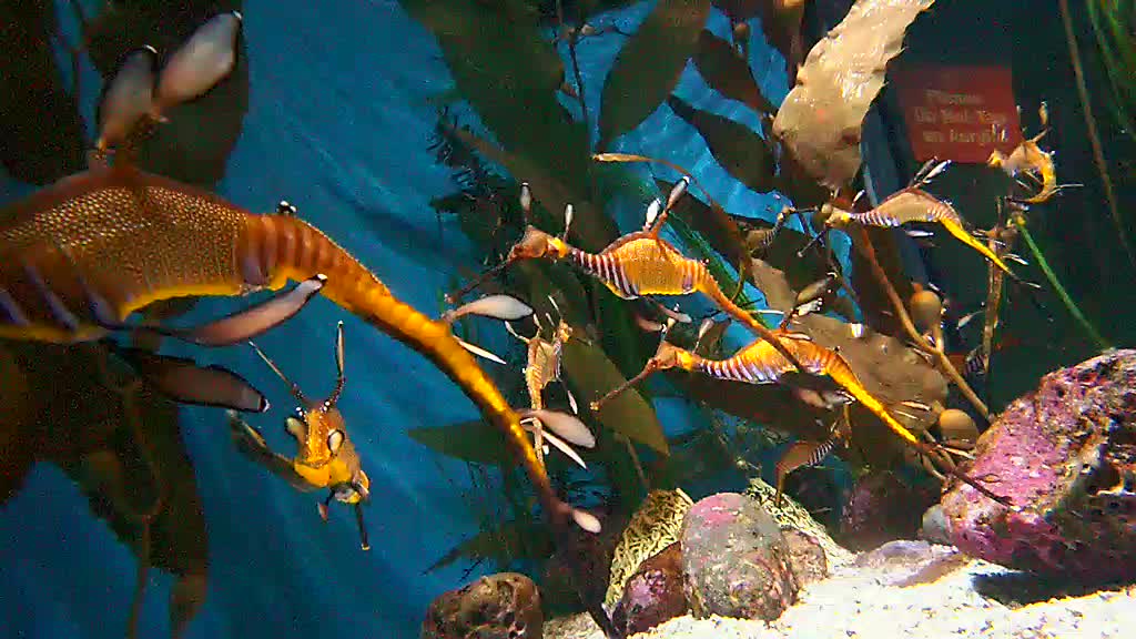 A beautiful shot of many sea dragons swimming together.