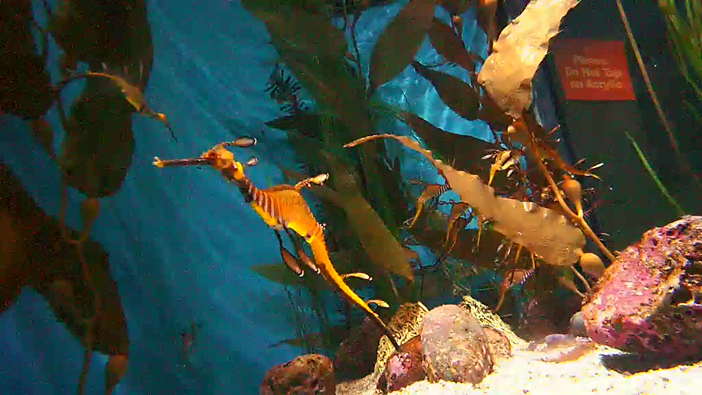 It's hard to tell the difference between the sea weed and the sea dragons.