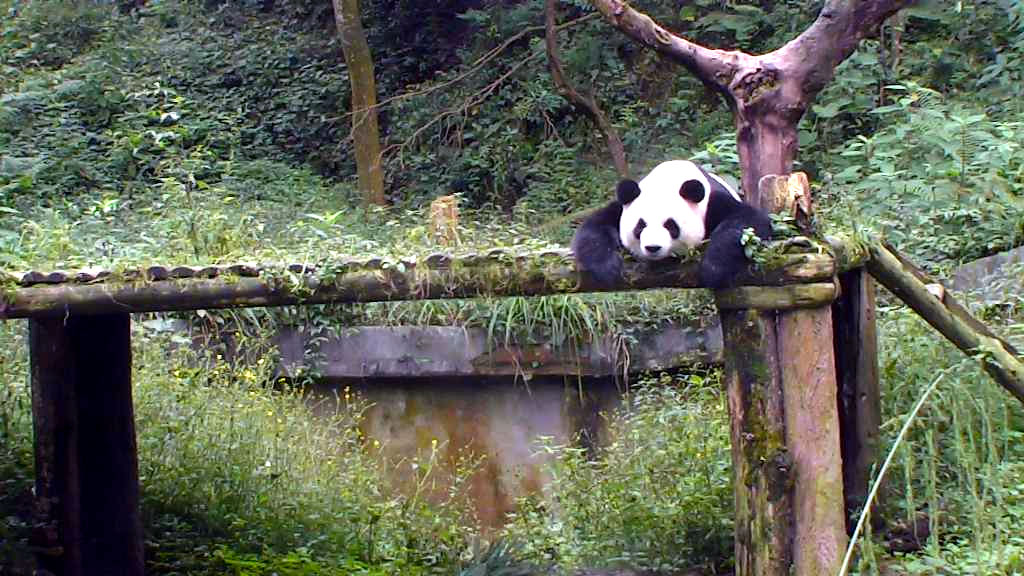 giant panda bear resting