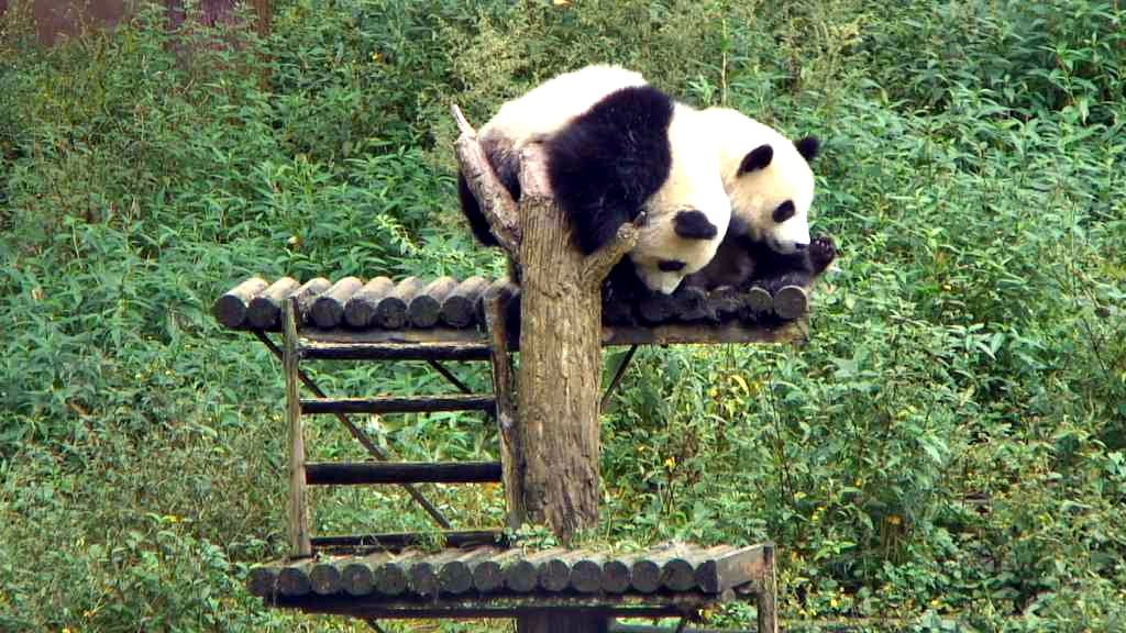 giant panda bear cubs in a make-shift tree