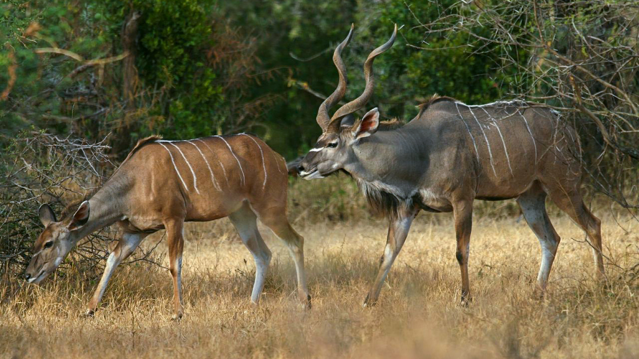 Kudu Antlers