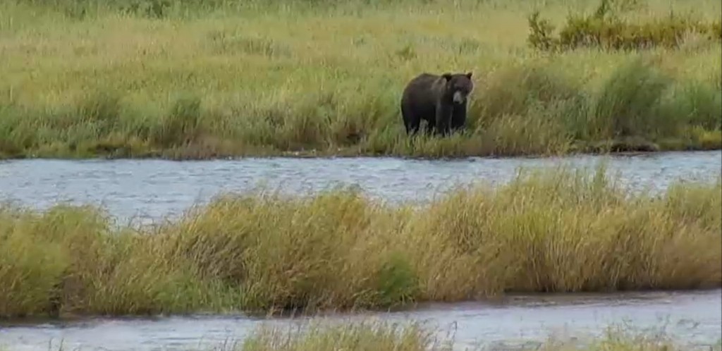 Brown Bear in Katmai National Park This Morning, Snapshot from Eaglenut1 