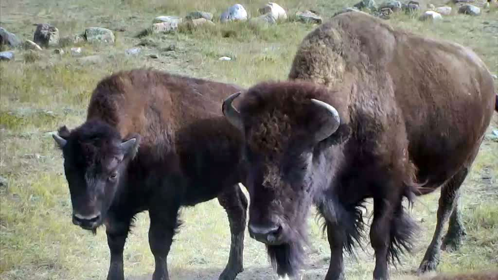 two bison 