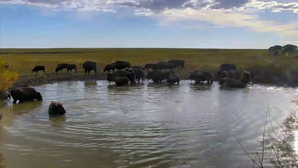 herd of bison in watering hole
