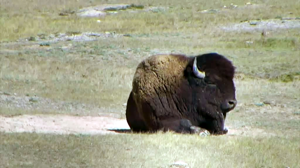 bison relaxing in a dirt patch